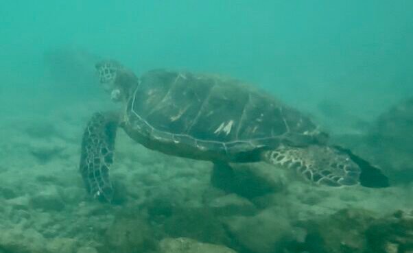 turtle poipu beach kauai