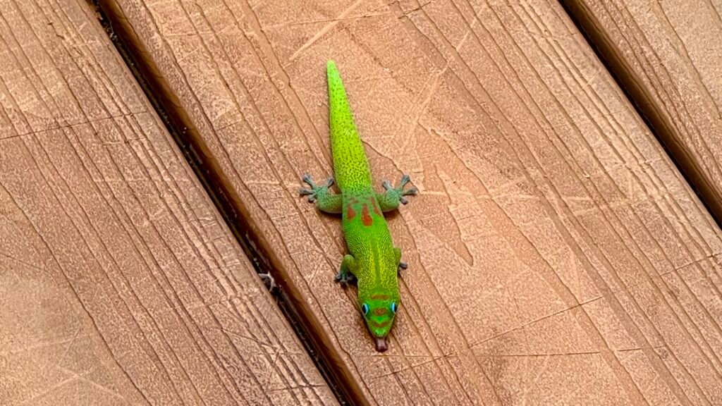 kauai gecko
