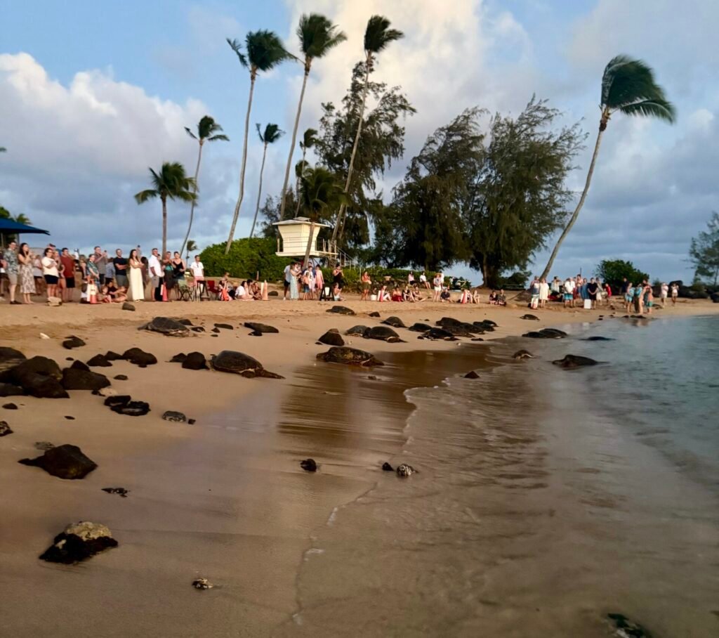 turtles poipu beach kauai