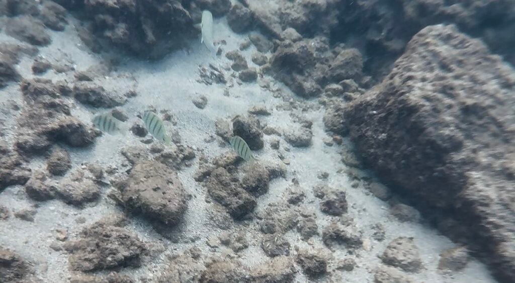 salt pond beach park kauai