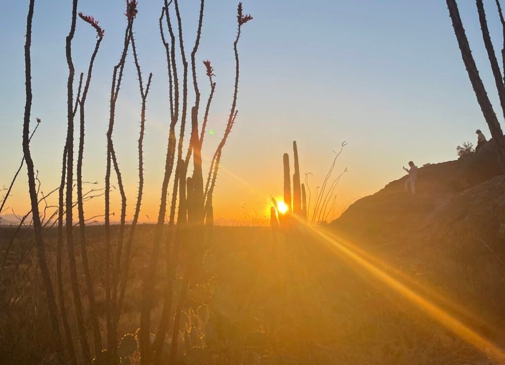 cacti arizona sunset